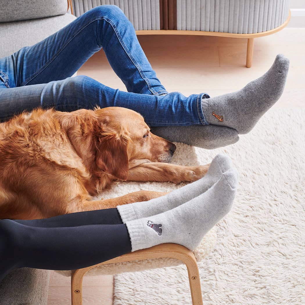 Dog Walking Socks - Border Collie