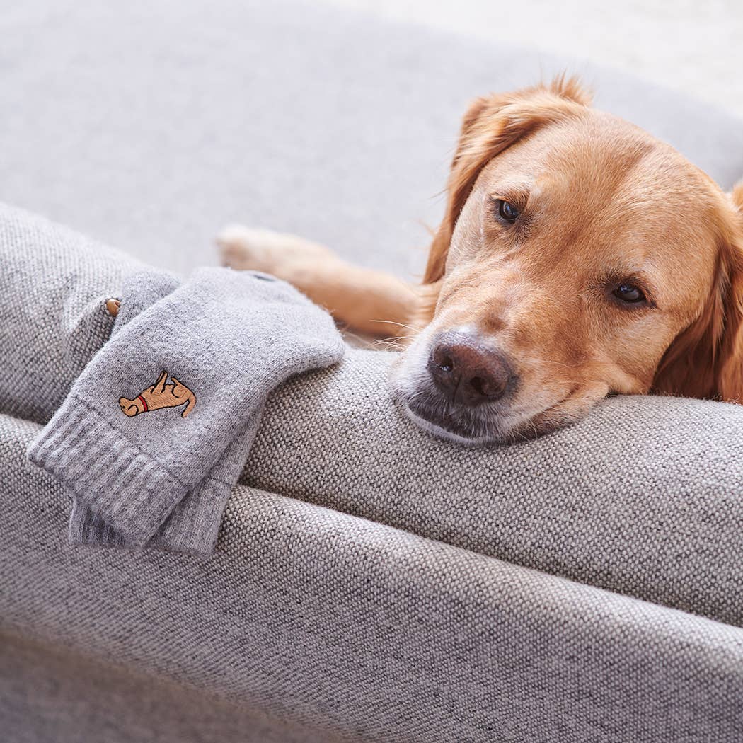 Cute dog admiring embroidered dog socks